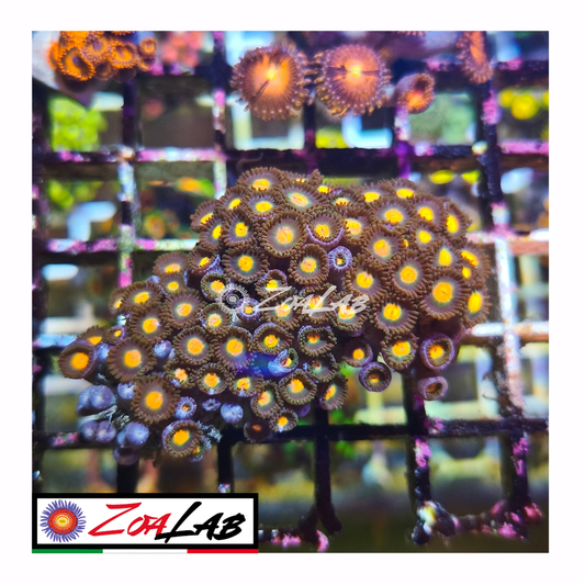 Zoanthus gorilla nipple