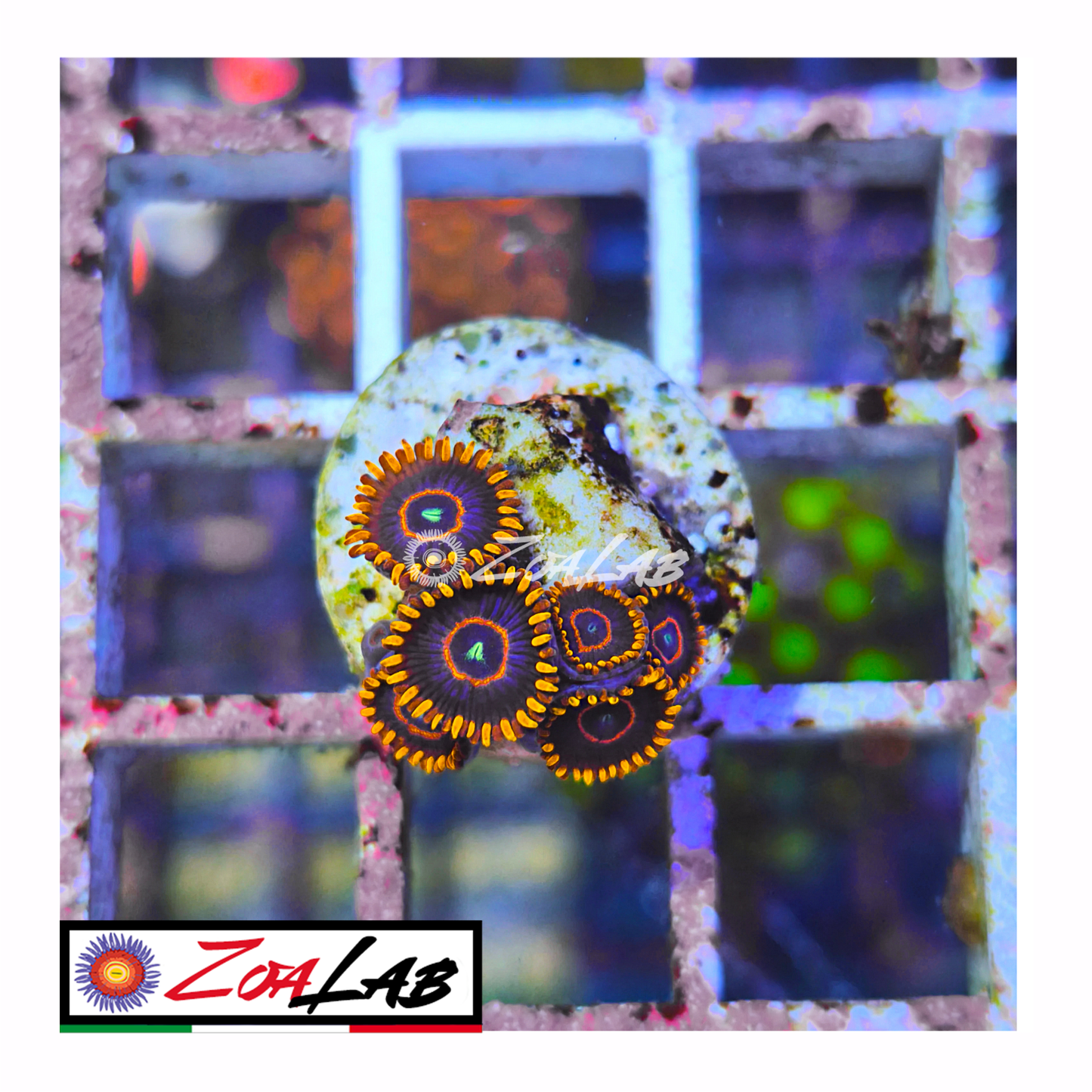 Zoanthus Red Hornets