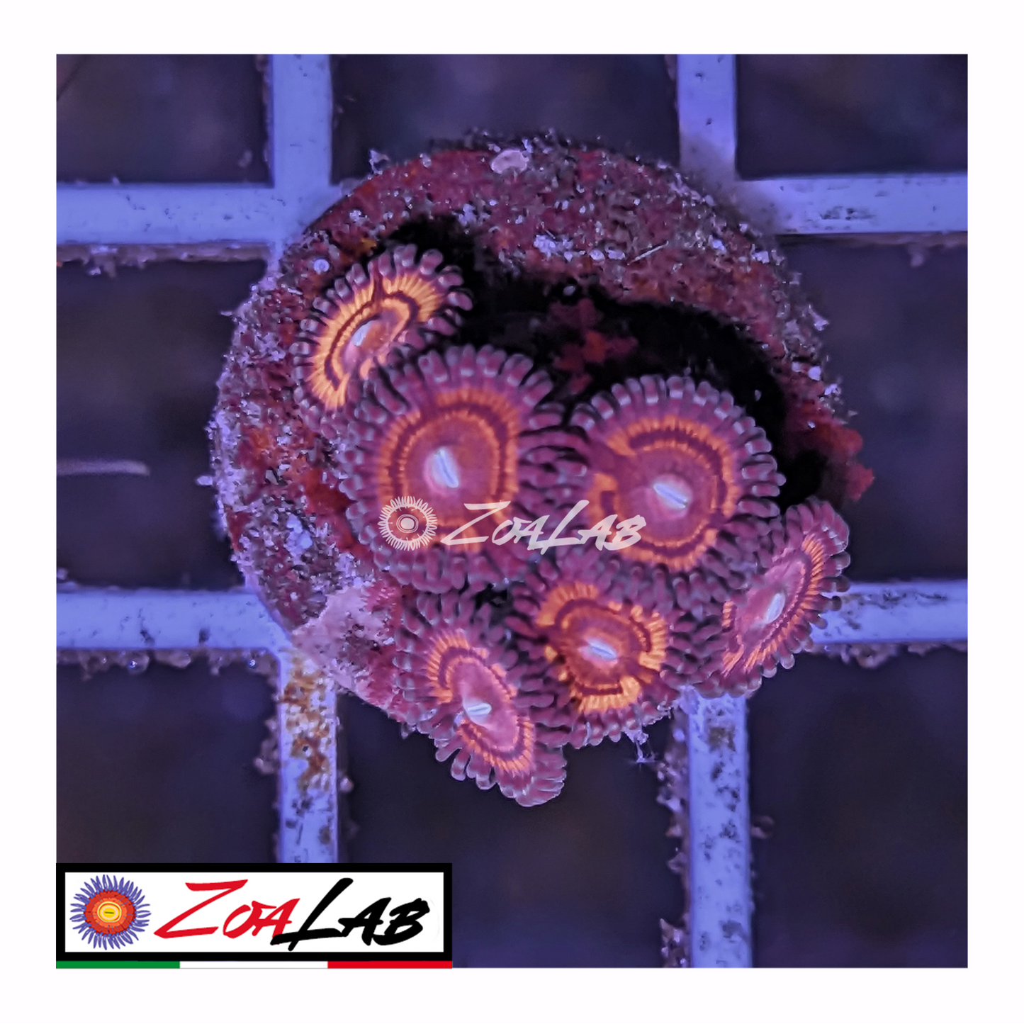 Zoanthus Red citrus cooler