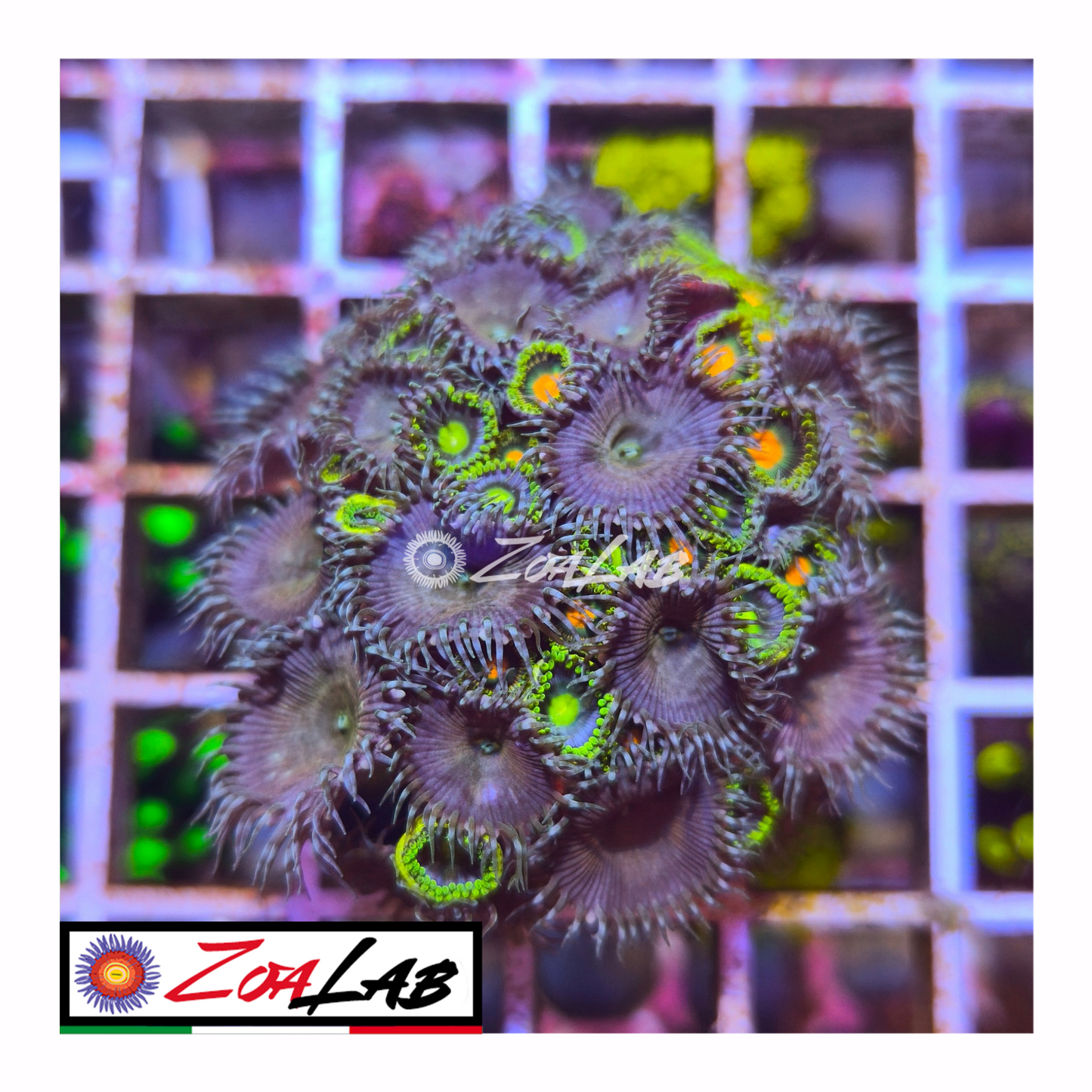 Zoanthus mix