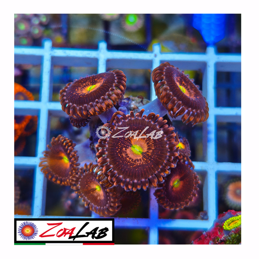 Zoanthus Pink Sakura