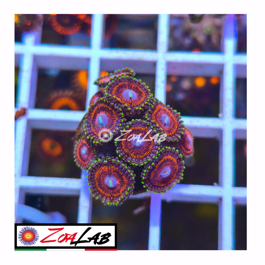 Zoanthus emerald