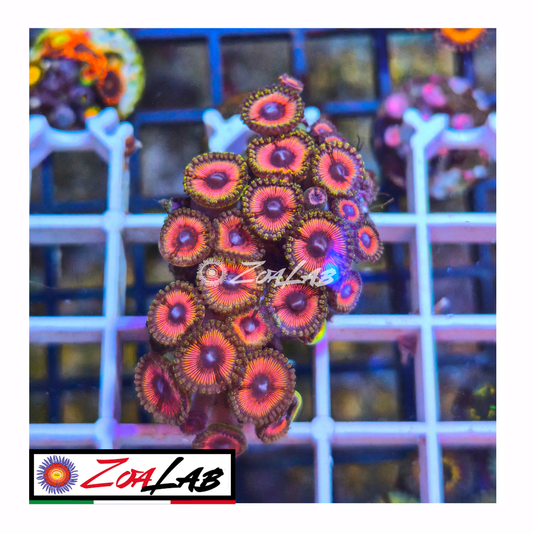 Zoanthus citrus cooler pink