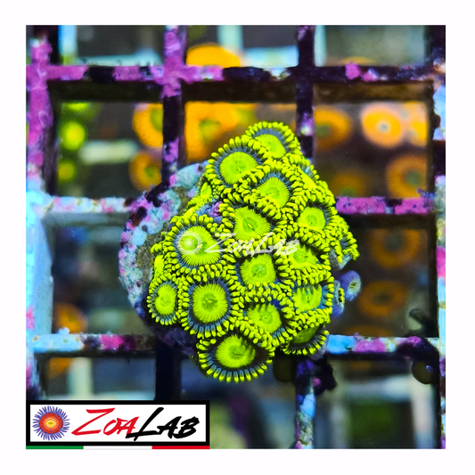 Zoanthus sun drops