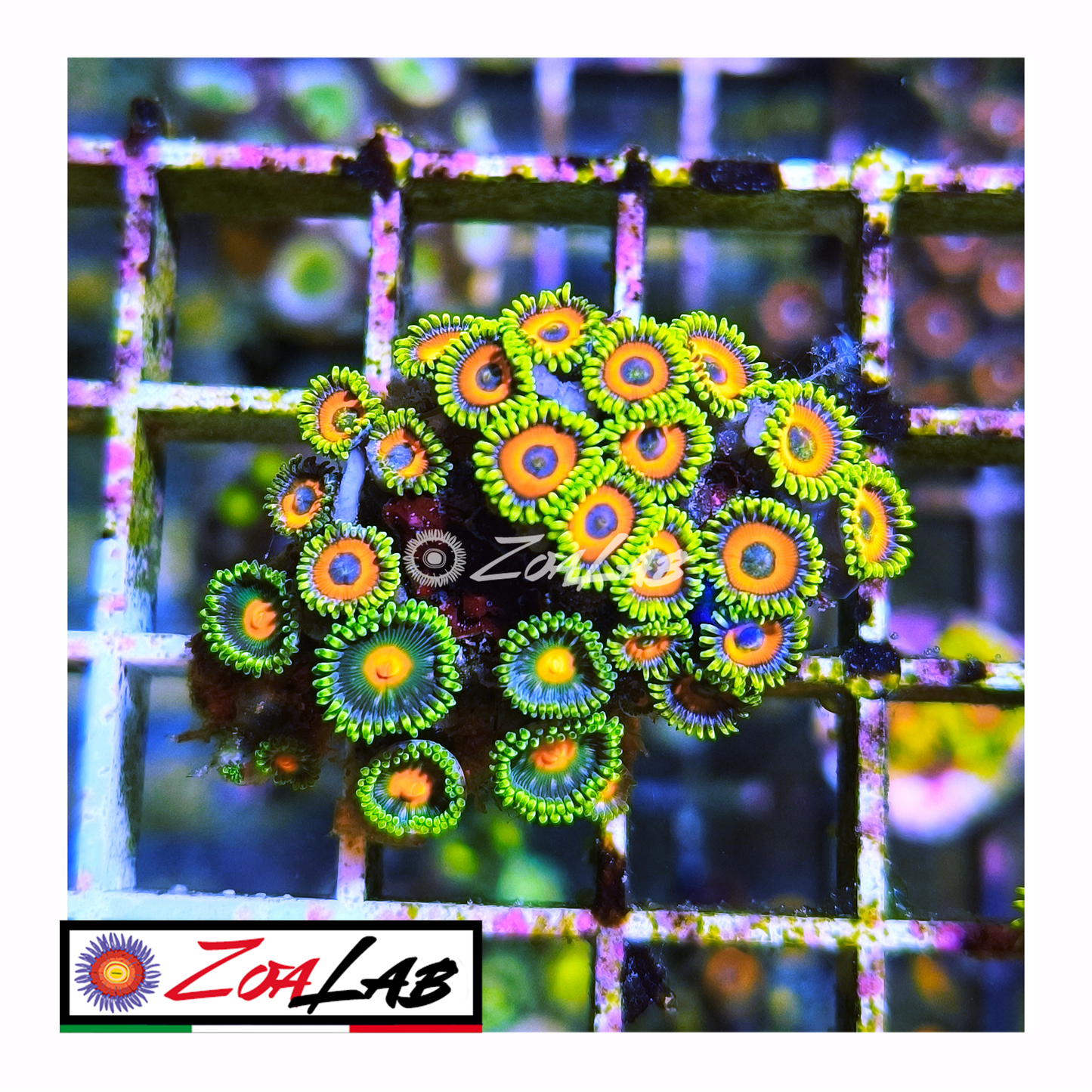 Zoanthus Eagle eyes mix