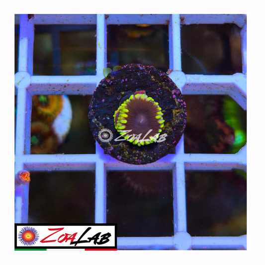 Zoanthus black tantrum