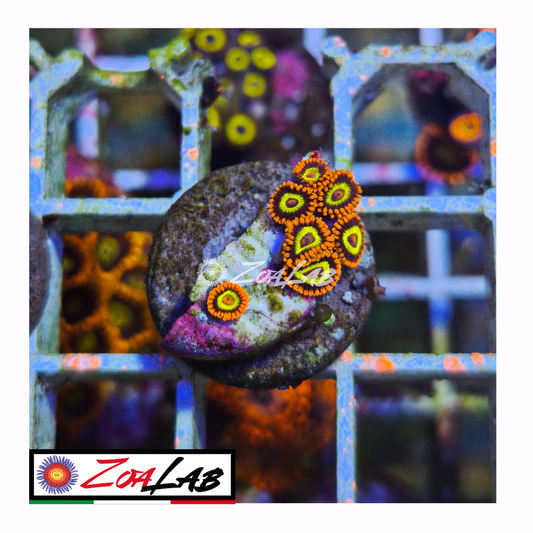 Zoanthus fruit loops