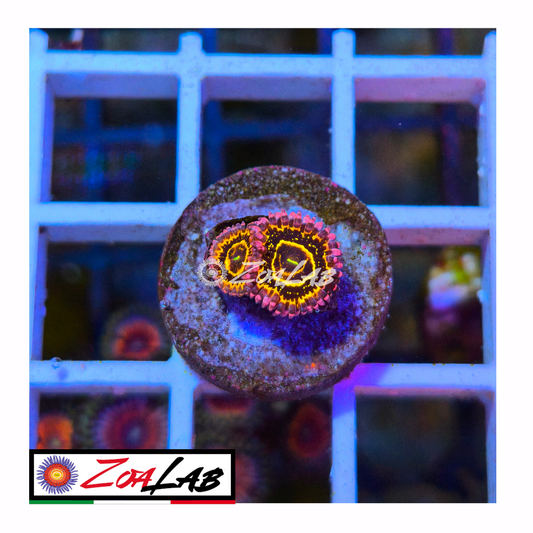 Zoanthus Stratosphere