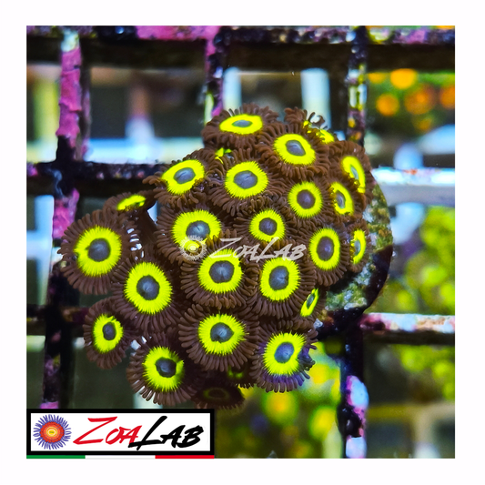 Zoanthus belladonna