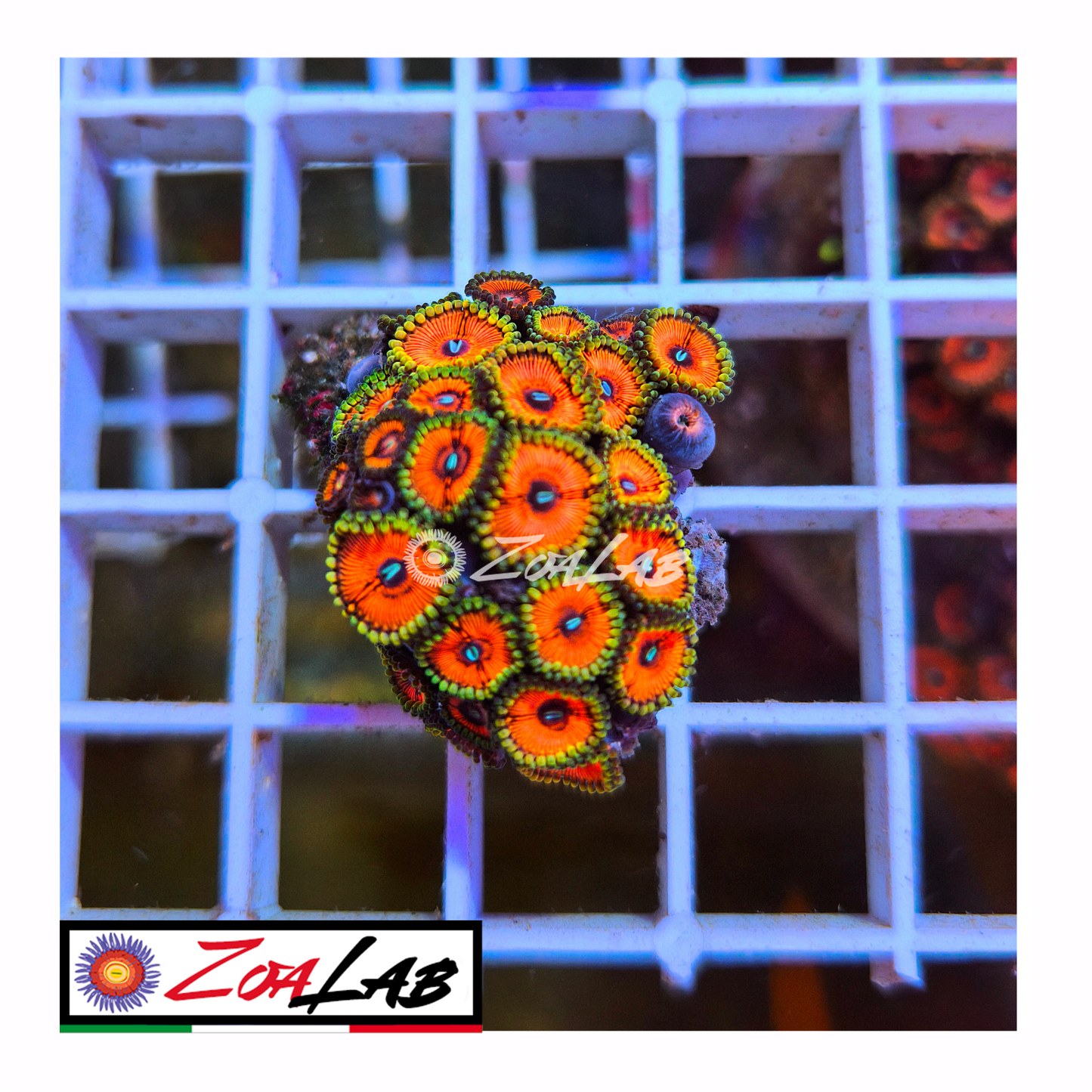 Zoanthus Armageddon orange