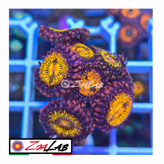 Zoanthus Reverse space Monster