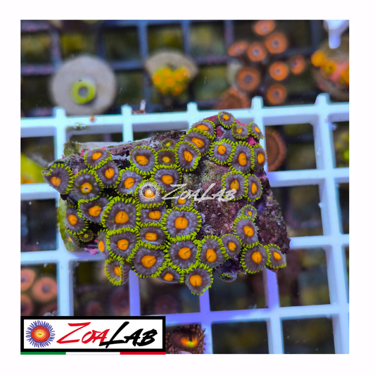 Zoanthus Blue pops