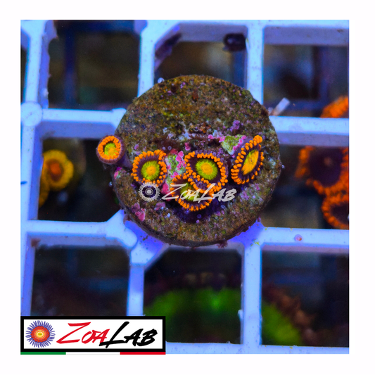 Zoanthus Orange mandarine