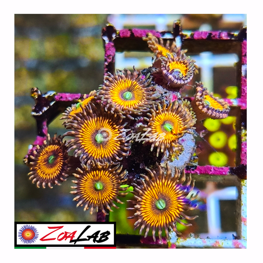 Zoanthus Orange Armageddon