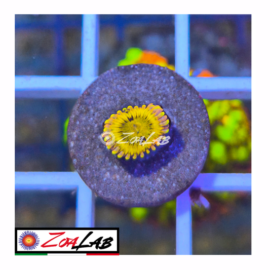 Zoanthus Golden Chiquita