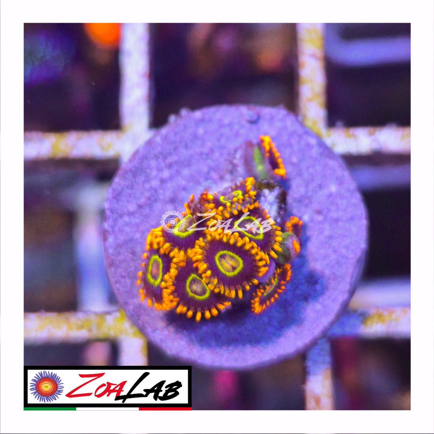 Zoanthus rainbow Hornets