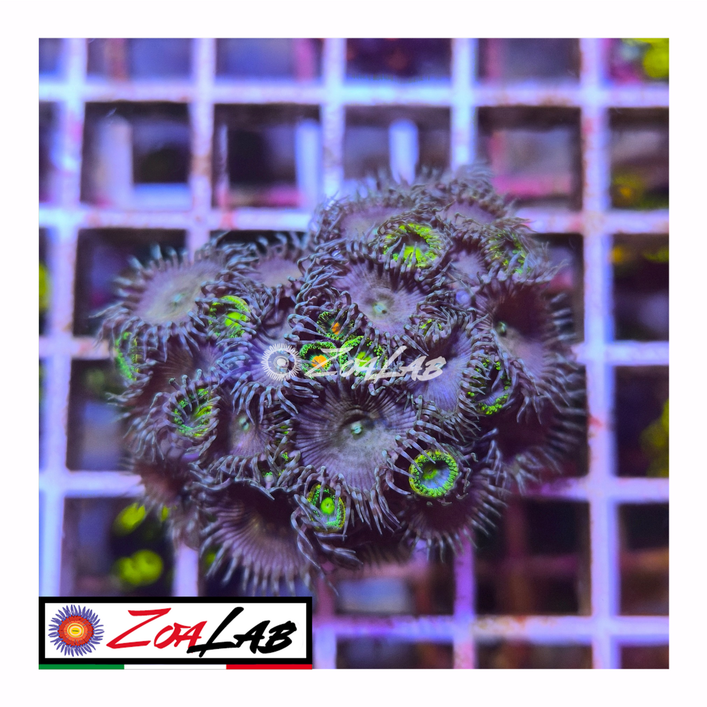 Zoanthus mix