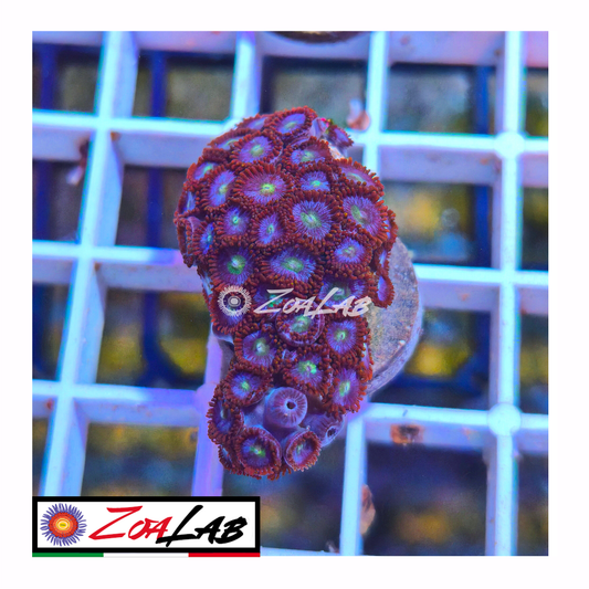 Zoanthus Blue dragon