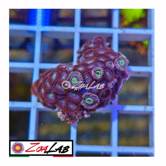 Zoanthus Blue night