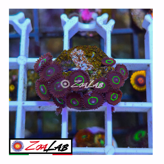Zoanthus black nights