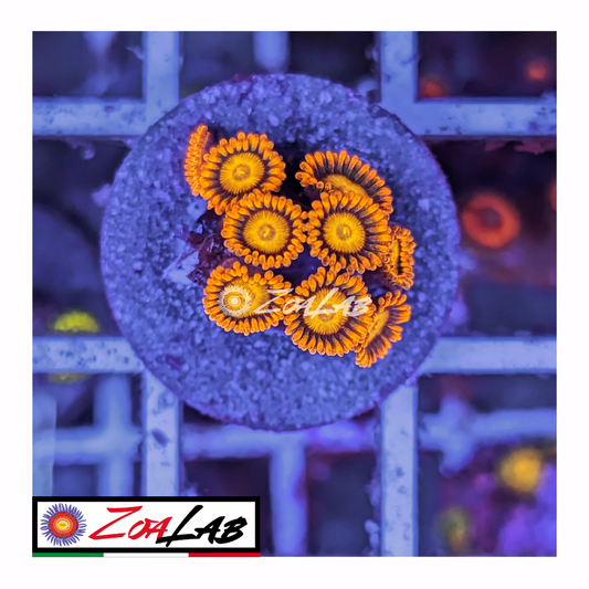 Zoanthus Orange oxide