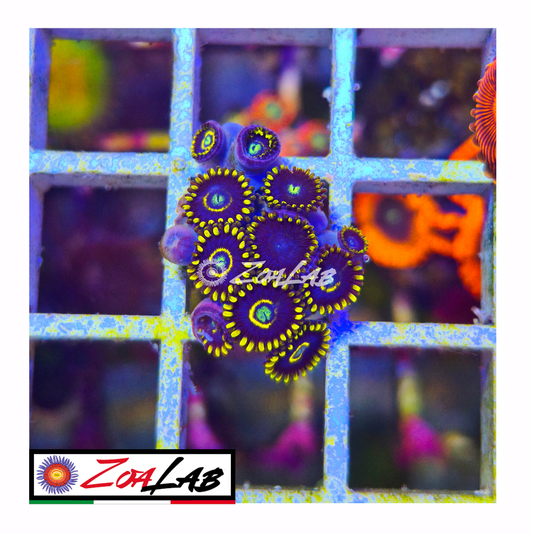 Zoanthus Blue Hornets