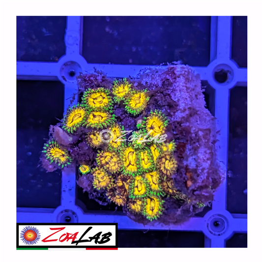 Zoanthus rainbow incenerinetor