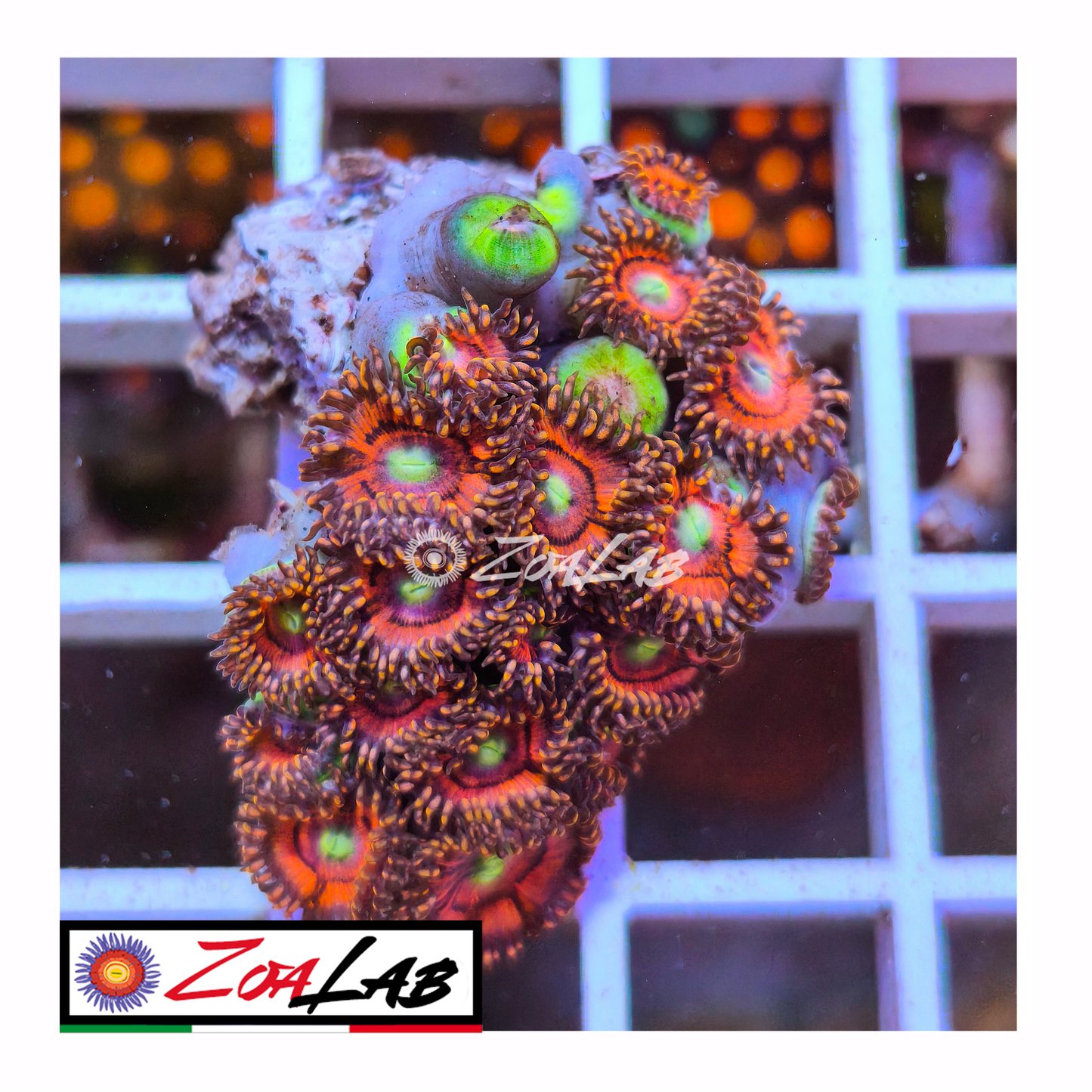 Zoanthus Red Devil