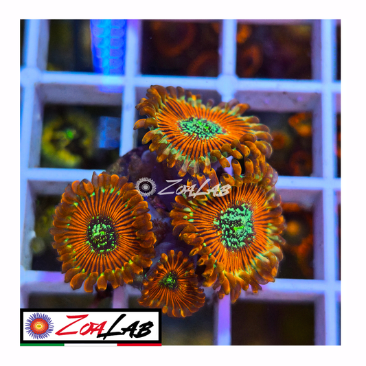 Zoanthus salted agave