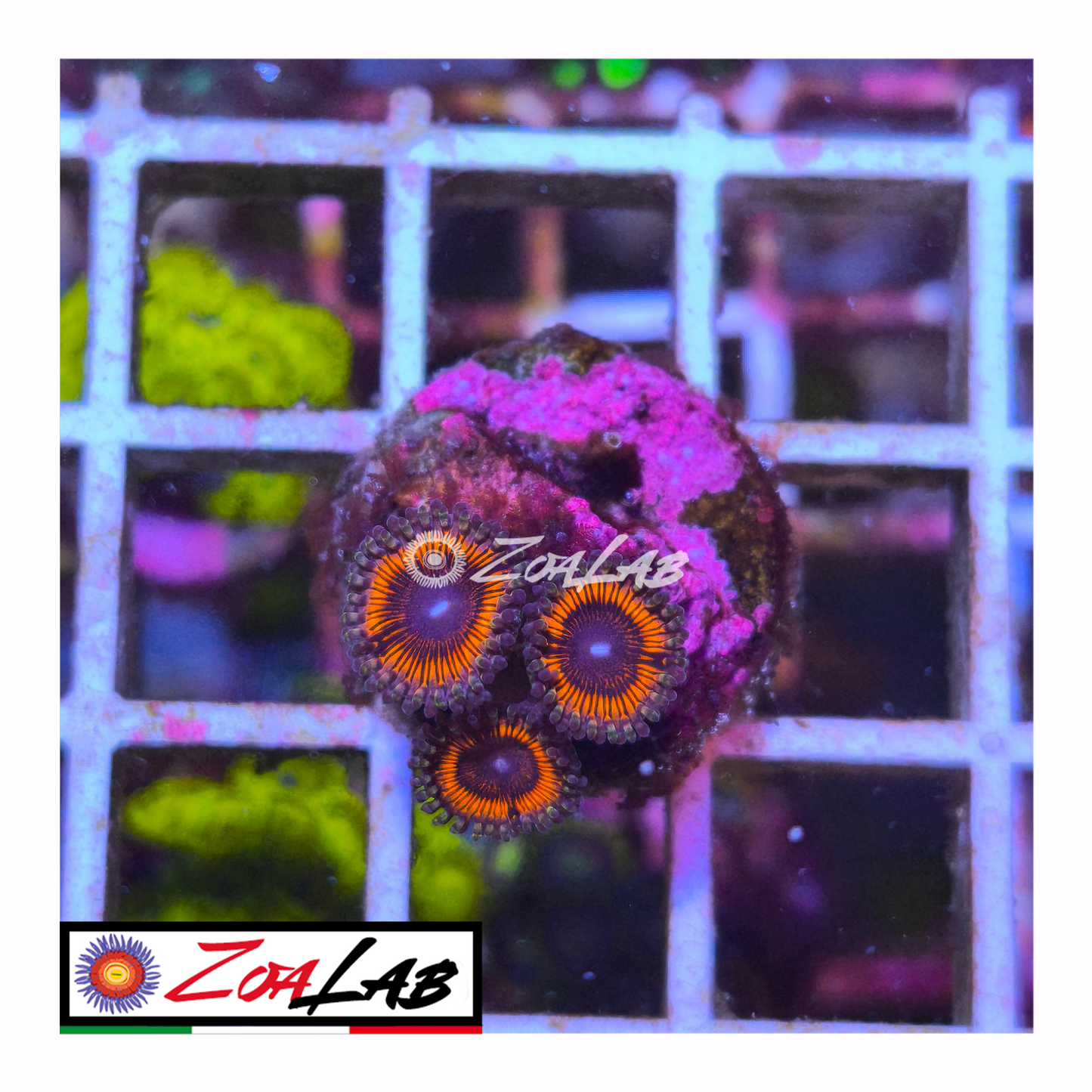 Zoanthus Red Armageddon