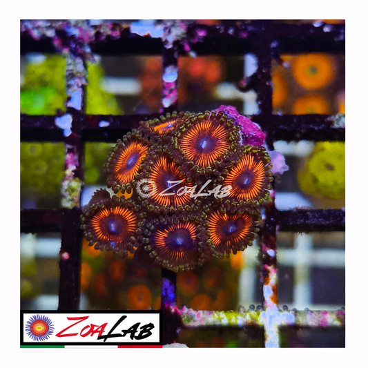 Zoanthus Orange gobstoppers