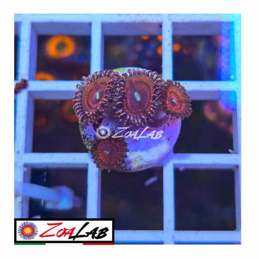 Zoanthus violet