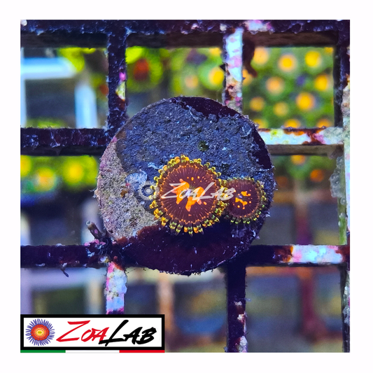 Zoanthus space chaos