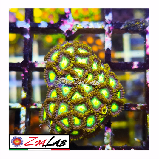 Zoanthus fluo green