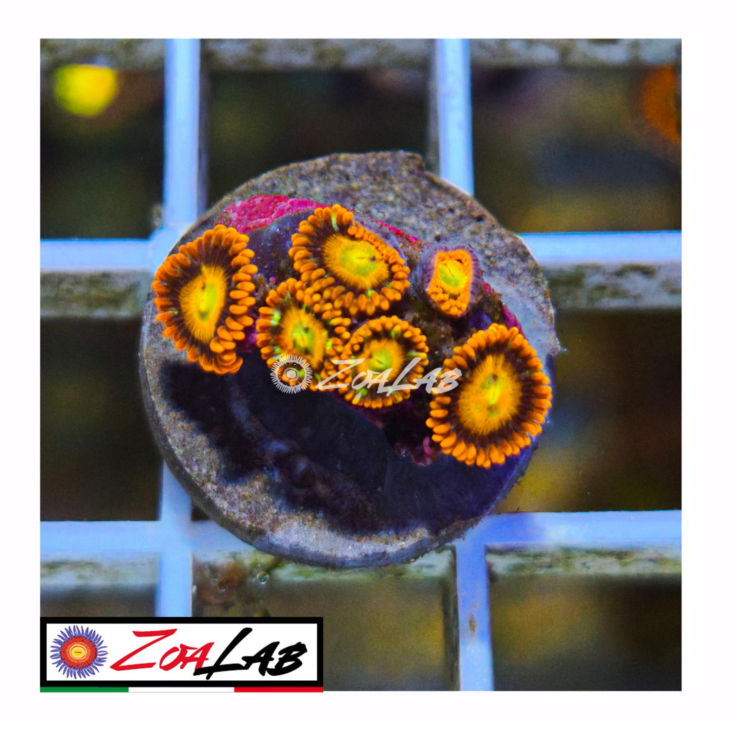 Zoanthus tequila sunrise