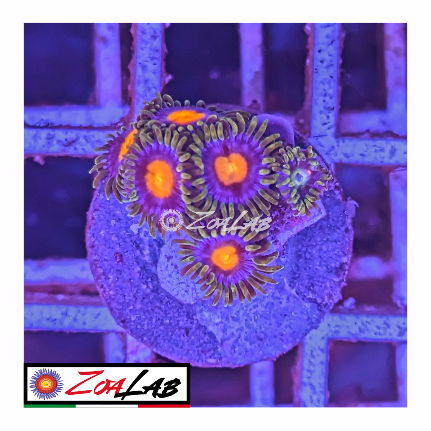 Zoanthus Blue pops