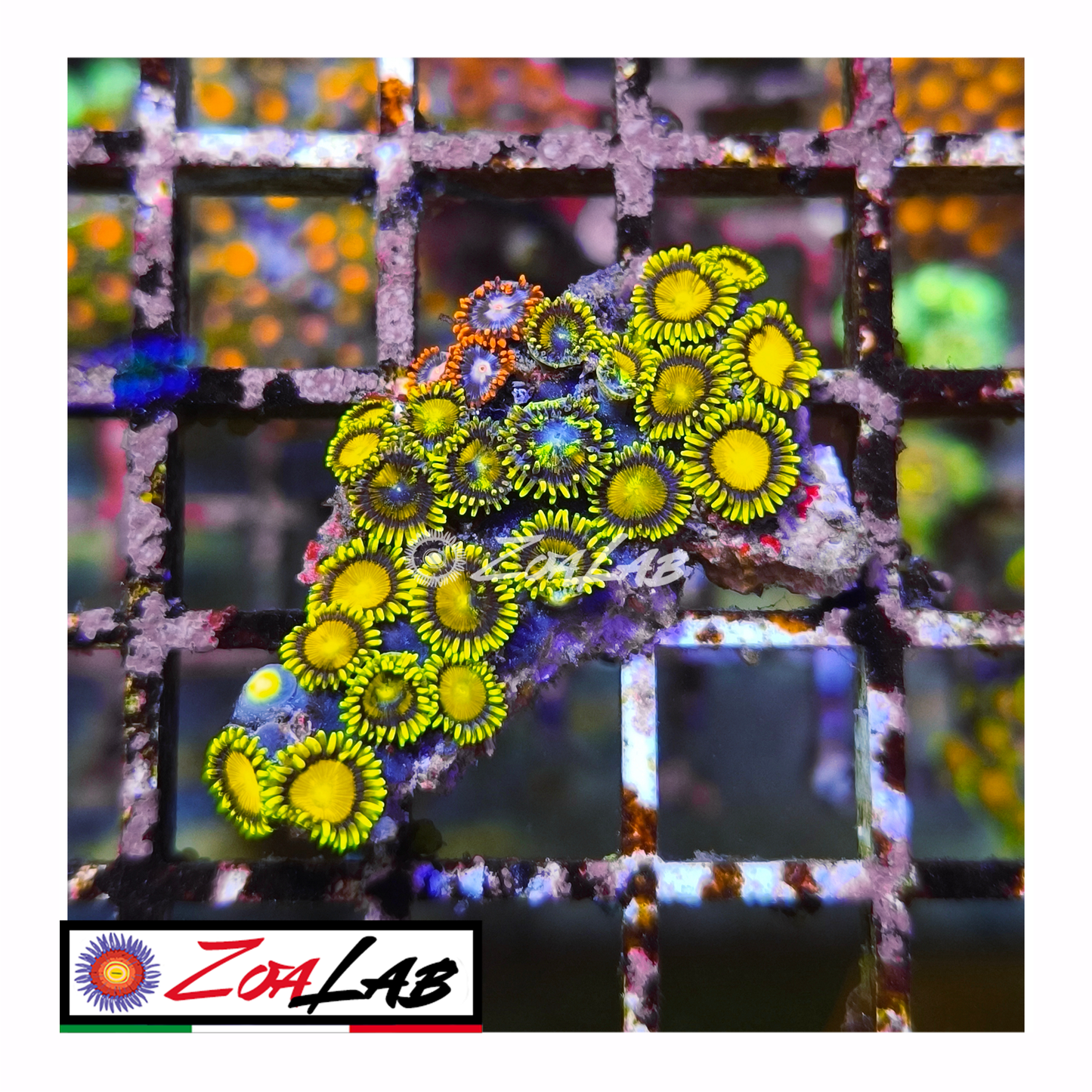 Zoanthus grafted tutti frutti