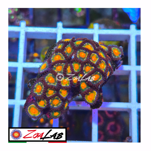 Zoanthus snake