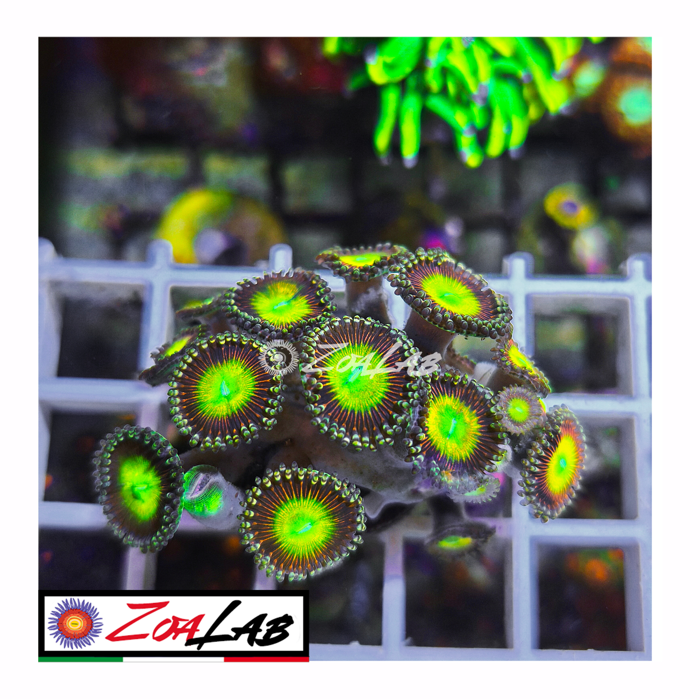 Zoanthus Candy Apple green
