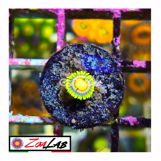 Zoanthus laser lemon
