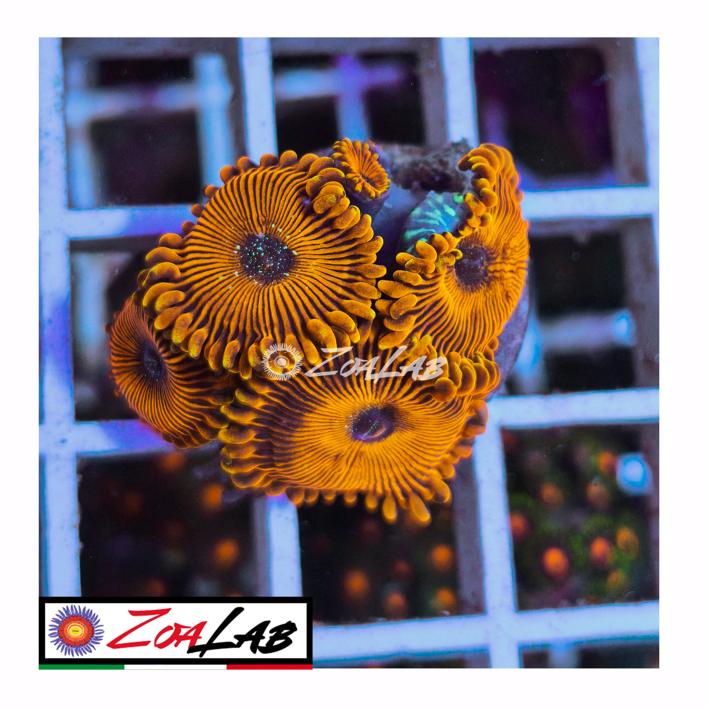 Zoanthus magicians Orange