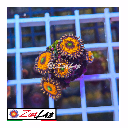 Zoanthus gobstopper Orange