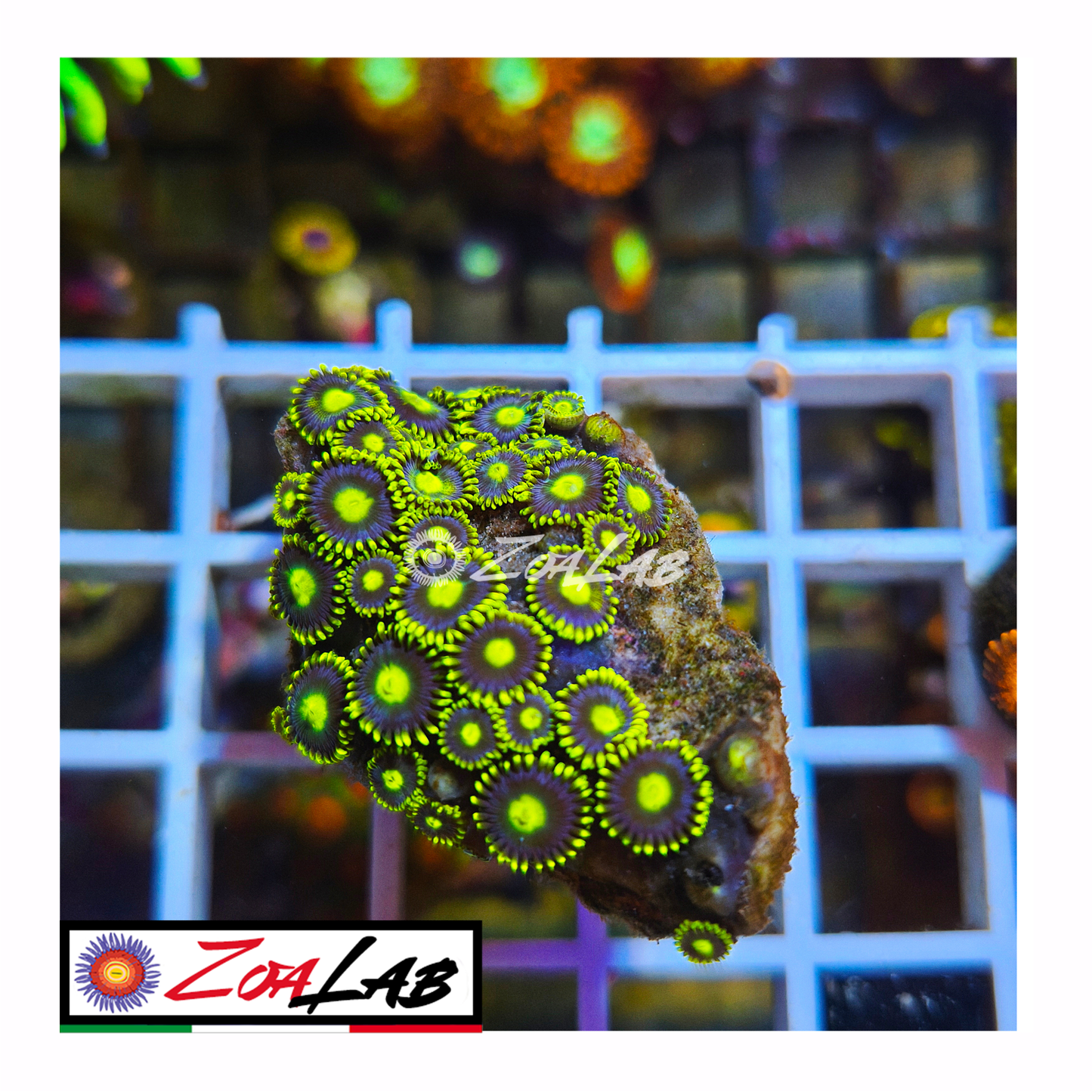Zoanthus fluo pops