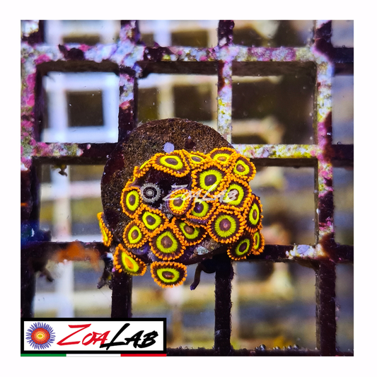 Zoanthus fruit loops