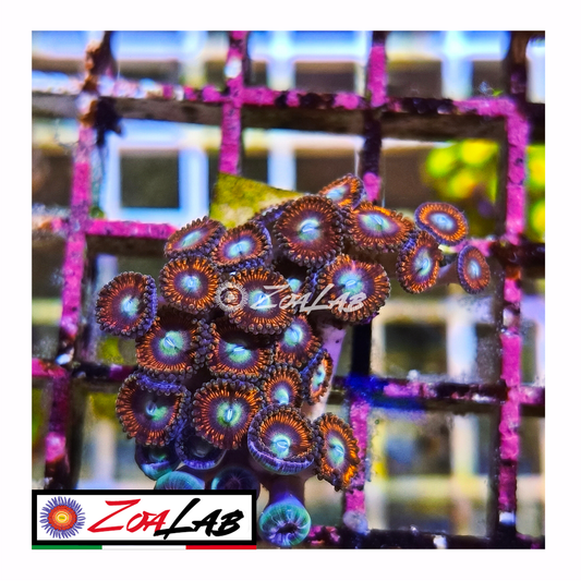 Zoanthus Red Sakura