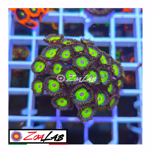 Zoanthus Candy Apple green