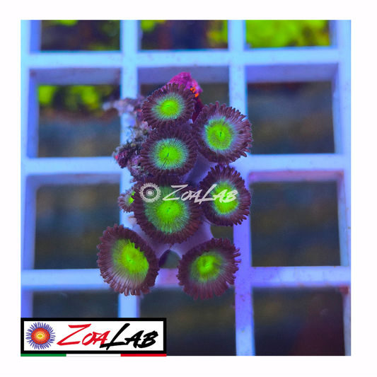 Zoanthus Blue panama