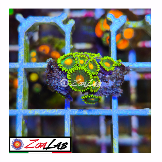 Zoanthus green bay packers