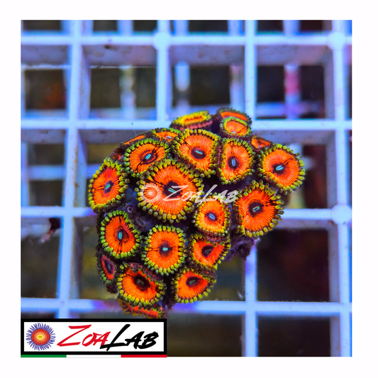 Zoanthus Armageddon orange