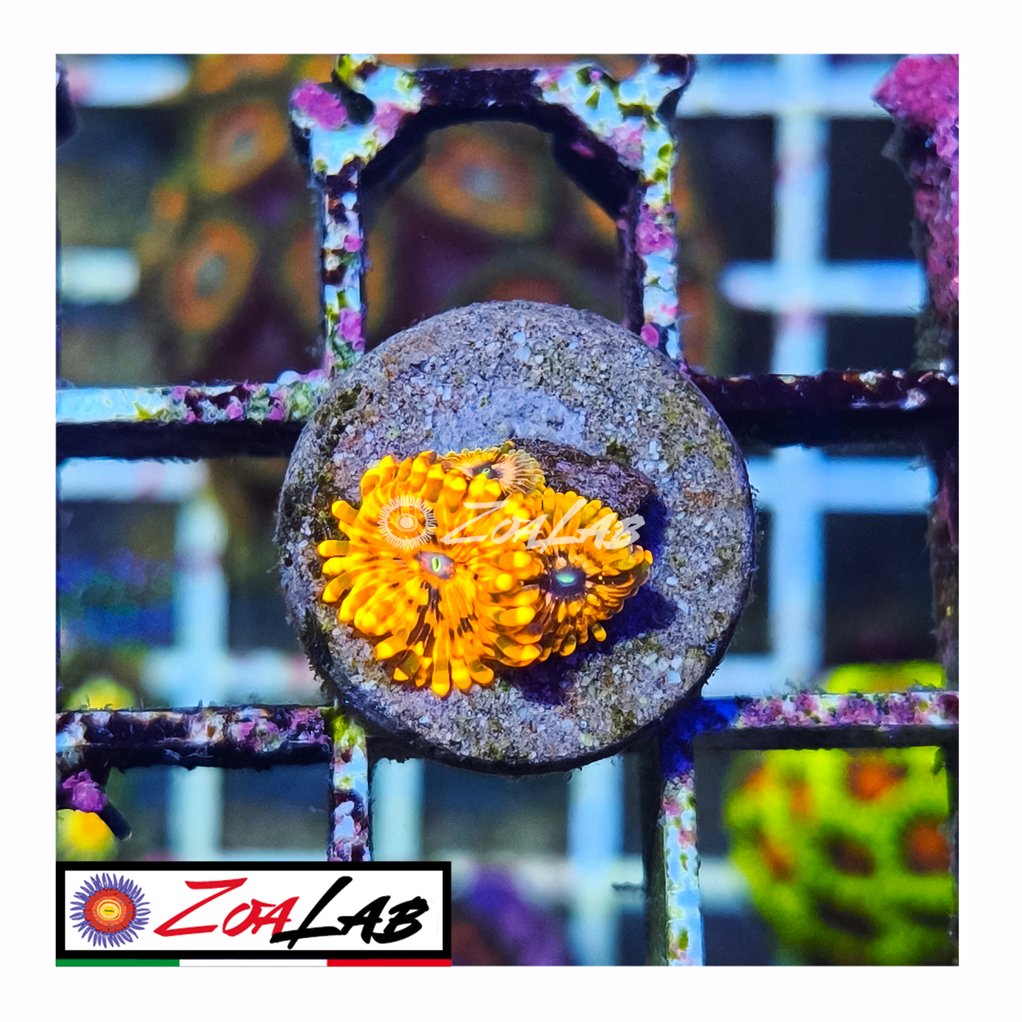 Zoanthus Utter chaos
